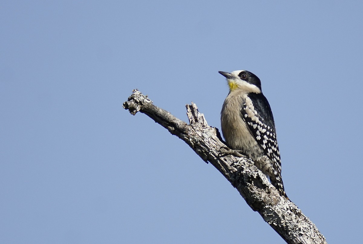 White-fronted Woodpecker - ML468624211