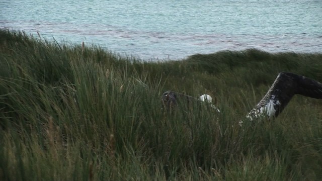 Albatros hurleur, A. de Tristan da Cunha ou A. des Antipodes - ML468630