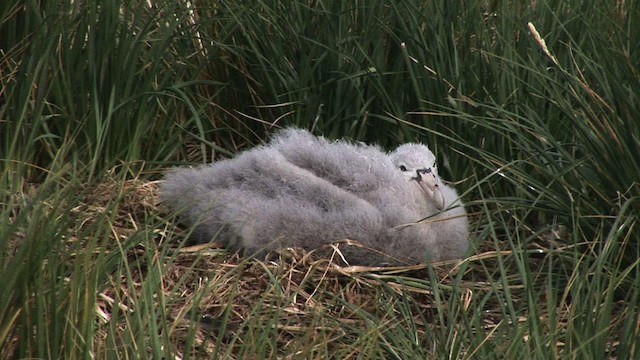 Albatros hurleur, A. de Tristan da Cunha ou A. des Antipodes - ML468631