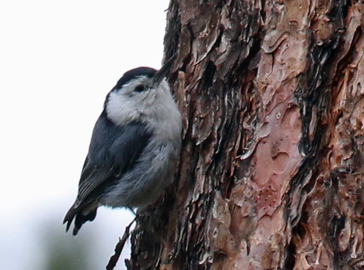 White-breasted Nuthatch - ML46863281