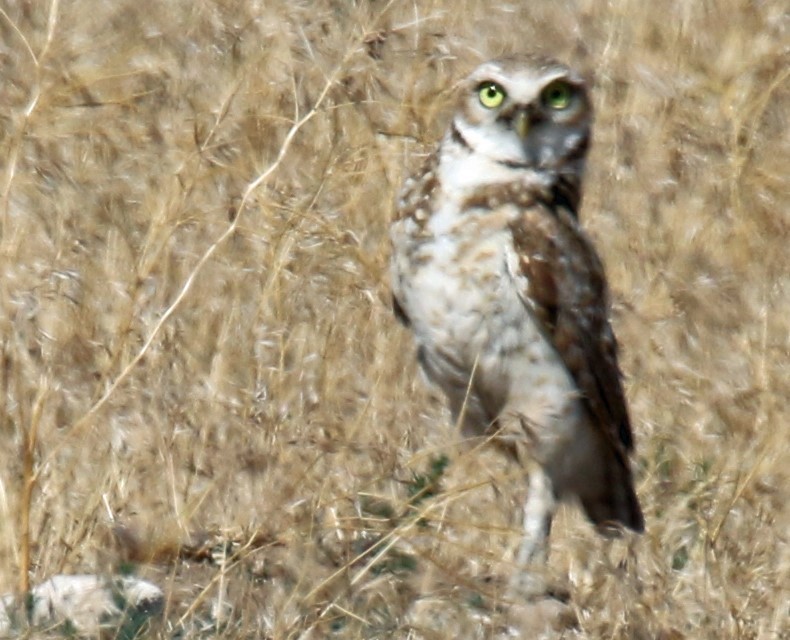 Burrowing Owl - Blair Bernson