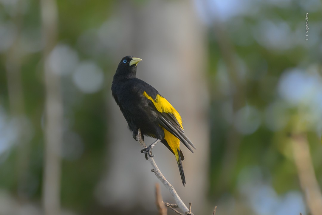 Yellow-rumped Cacique - ML468634771