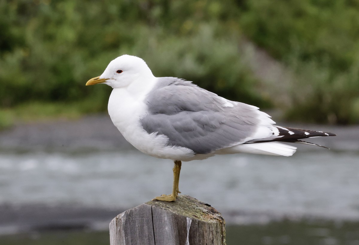 Short-billed Gull - John Bruin