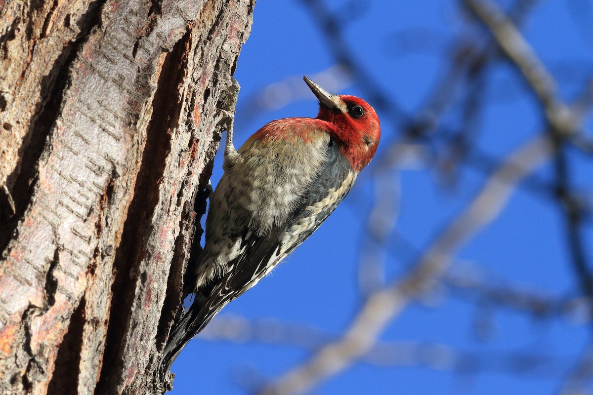 Red-breasted Sapsucker - ML468636941