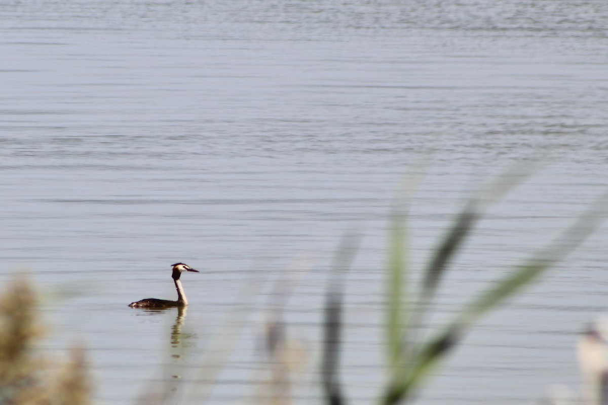 Great Crested Grebe - ML468638191