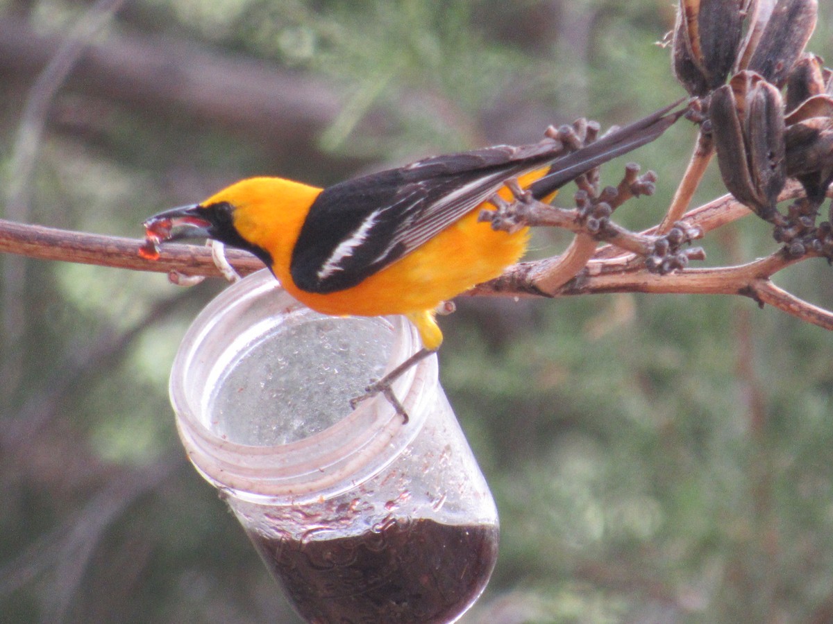 Hooded Oriole (nelsoni Group) - ML468639281