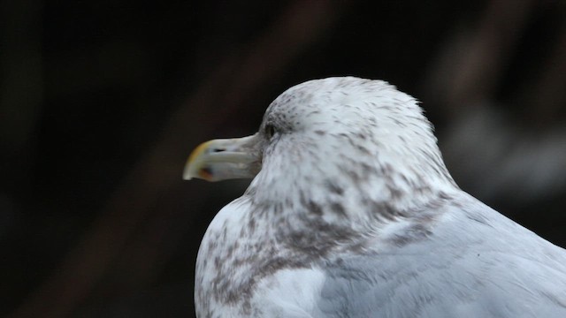 Herring Gull (American) - ML468641091