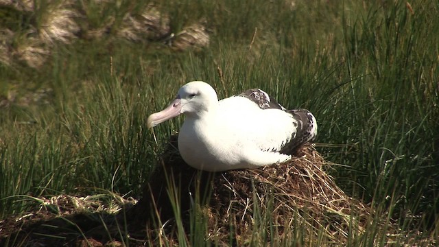 albatros stěhovavý/tristanský/jižní - ML468648