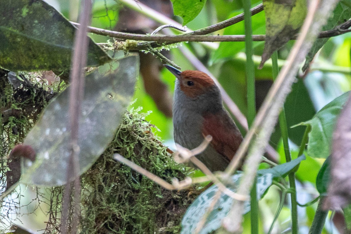 Red-faced Spinetail - ML468649941