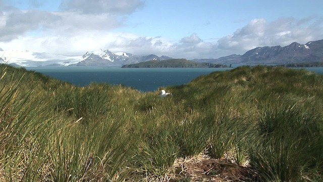 Albatros hurleur, A. de Tristan da Cunha ou A. des Antipodes - ML468651
