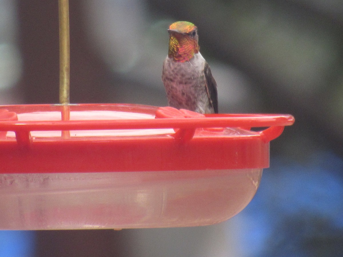 Anna's Hummingbird - ML468654201