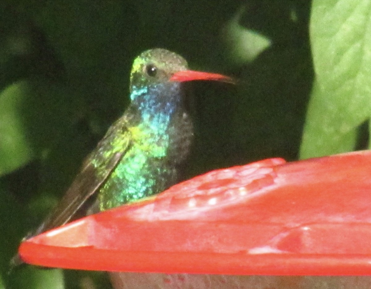 Broad-billed Hummingbird - Joe Uglialoro
