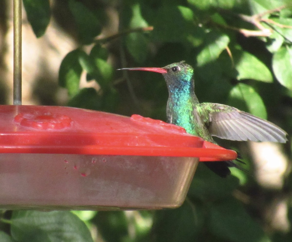 Broad-billed Hummingbird - Joe Uglialoro
