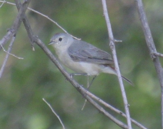 Lucy's Warbler - ML468655631