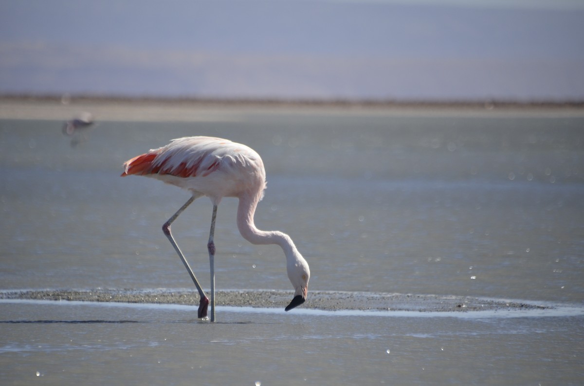 Şili Flamingosu - ML468658841