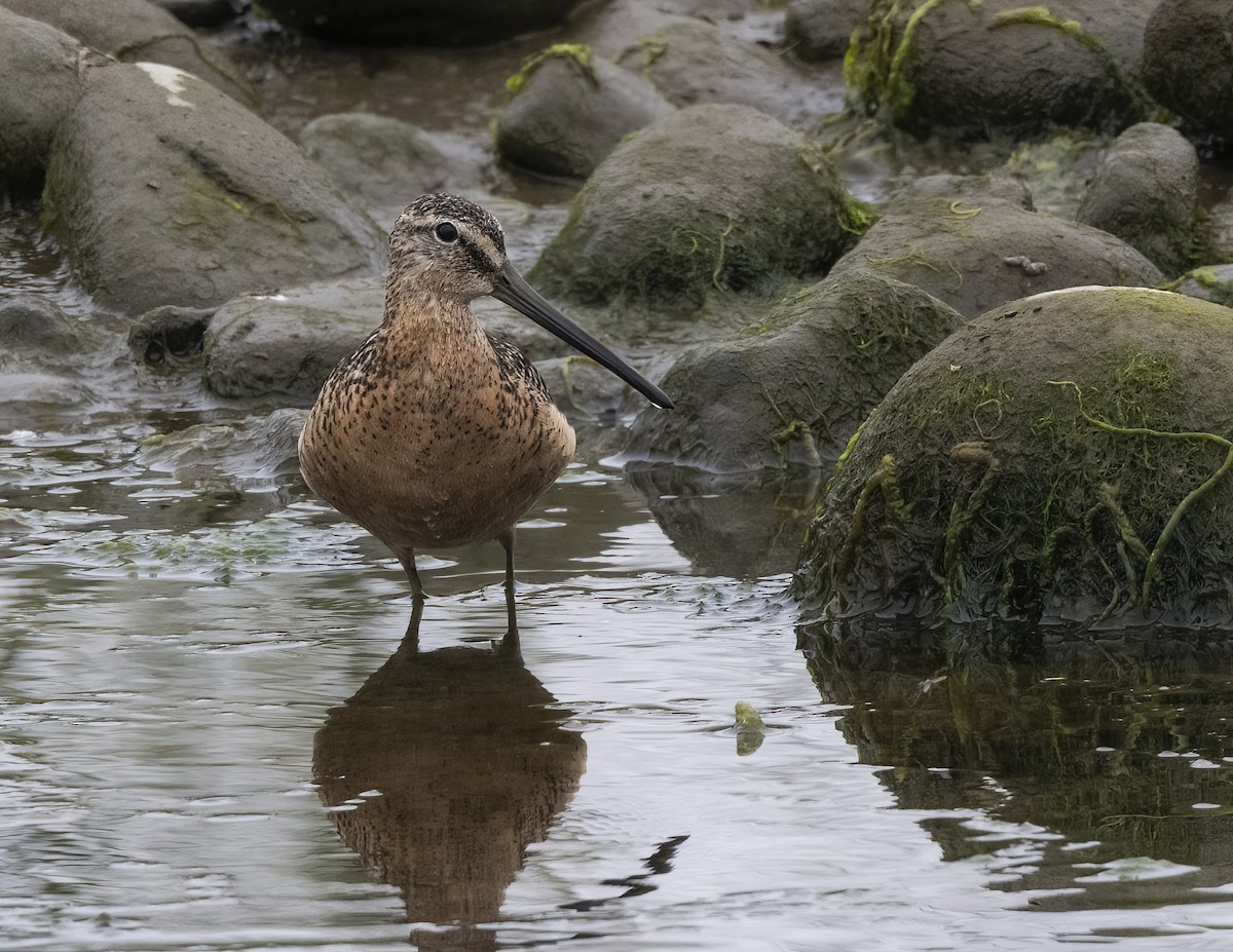 Long-billed Dowitcher - ML468664461