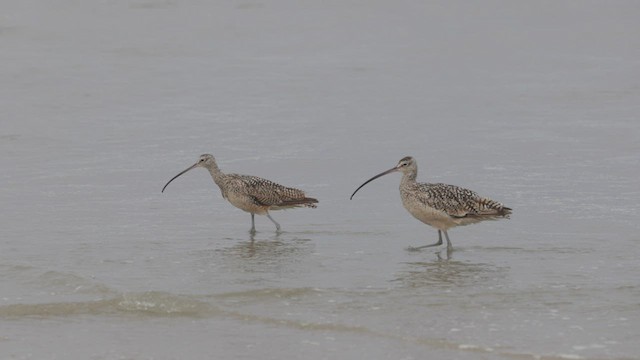 Long-billed Curlew - ML468677171