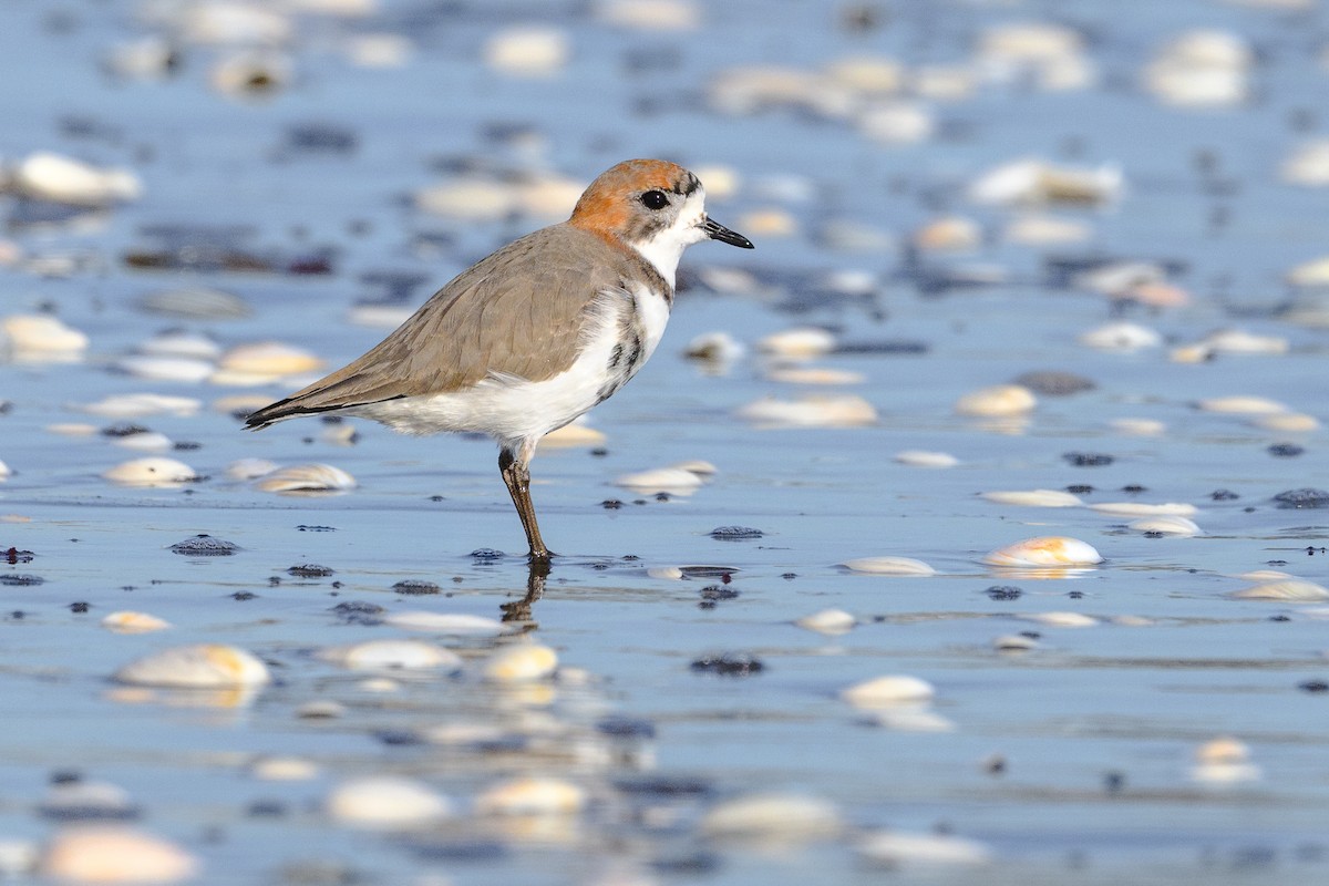 Two-banded Plover - ML468684891