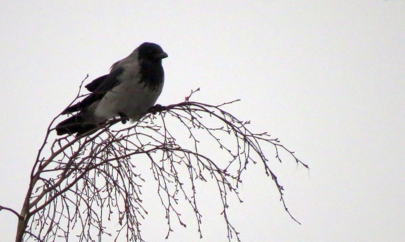 Hooded Crow - ML46868781