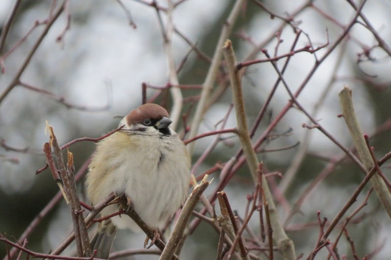 Eurasian Tree Sparrow - ML46869081