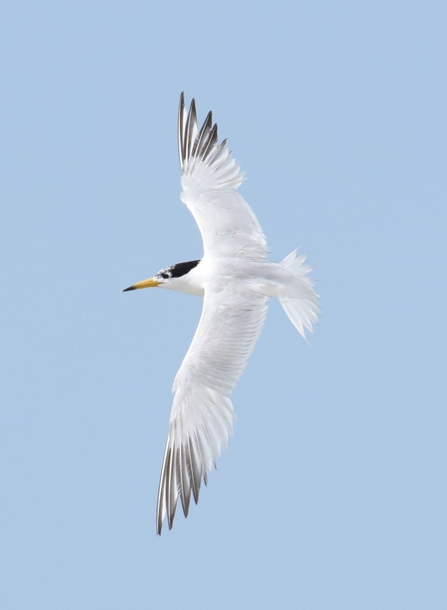 Chinese Crested Tern - ML468691341