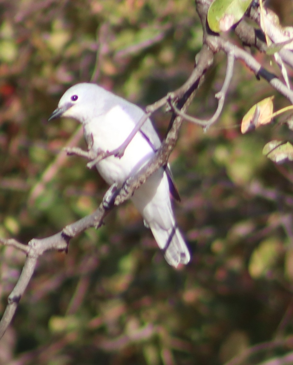 White-breasted Cuckooshrike - ML468697091