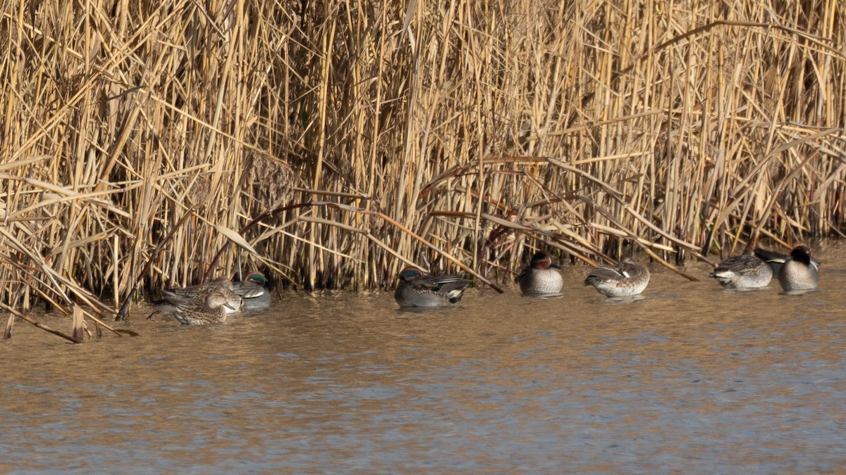Green-winged Teal - ML468700211