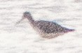 Marbled Godwit - Breanna Perry