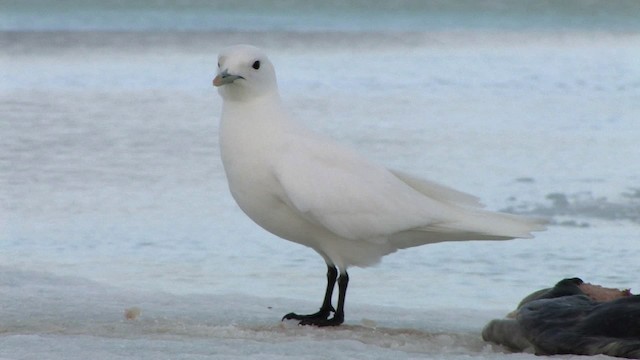 Белая чайка - ML468708