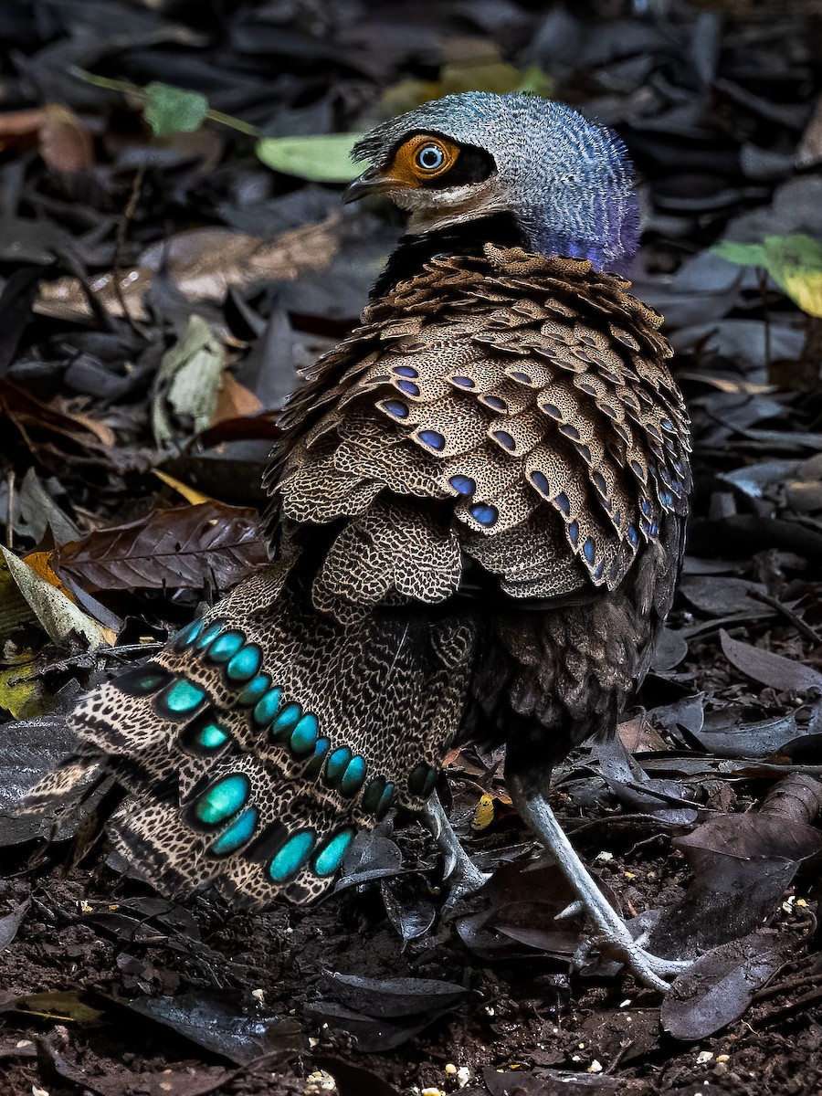 Bornean Peacock-Pheasant - ML468708741