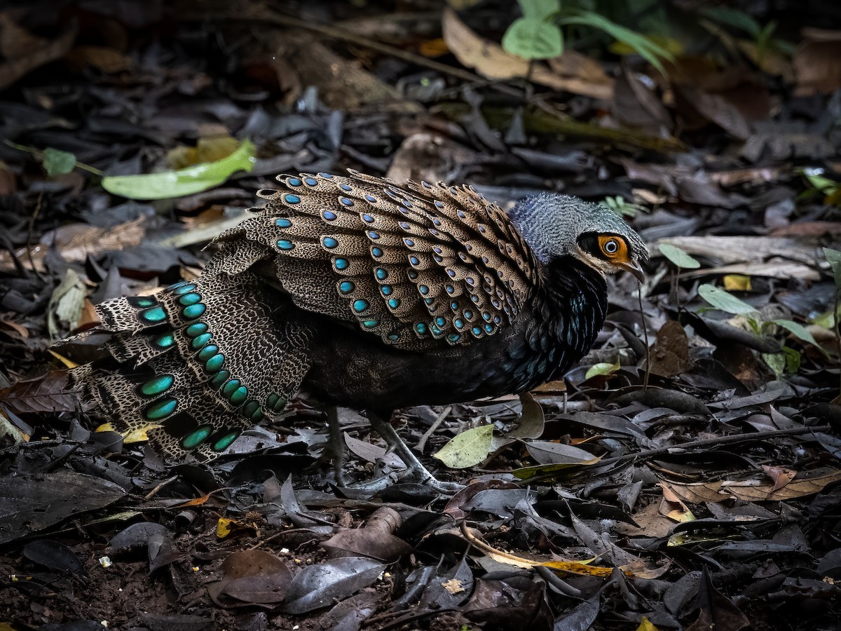 Bornean Peacock-Pheasant - ML468708851