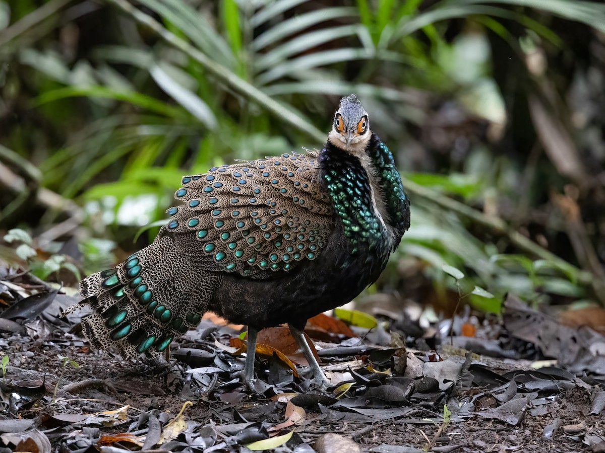 Bornean Peacock-Pheasant - ML468708891