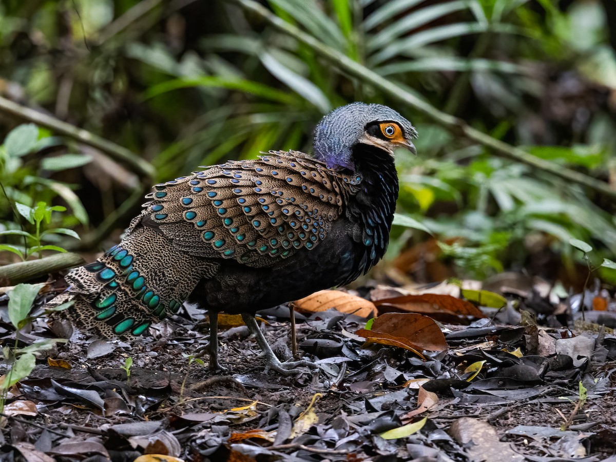 Bornean Peacock-Pheasant - ML468708921