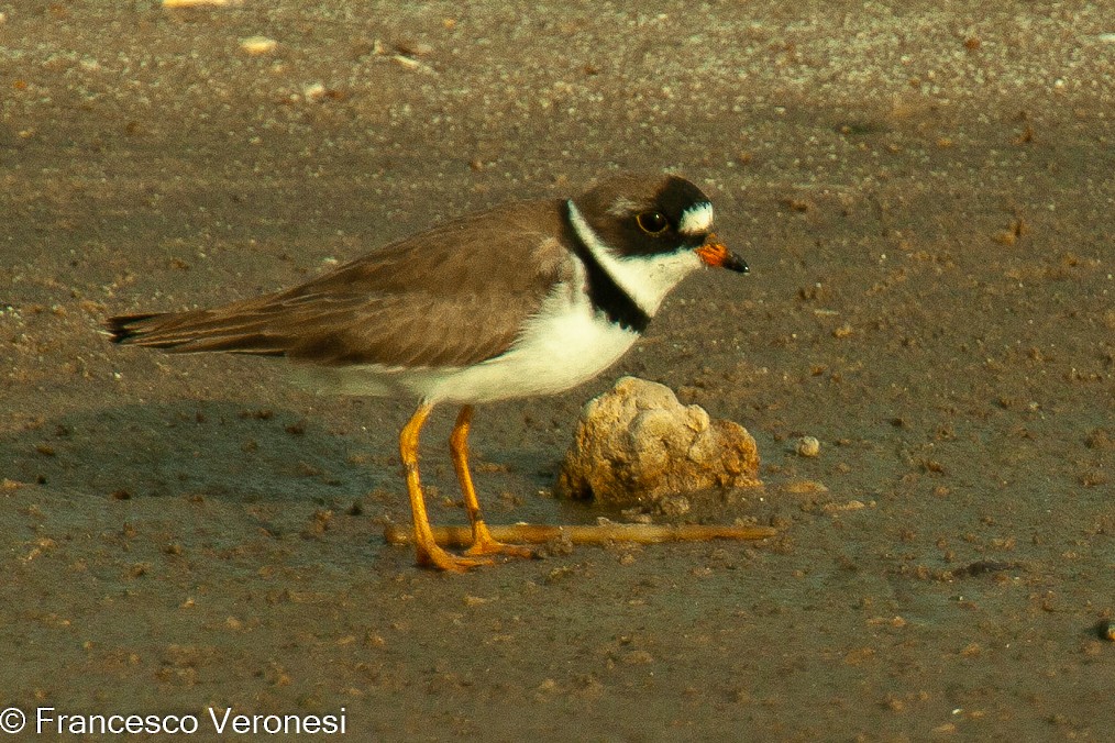 Semipalmated Plover - ML468711081