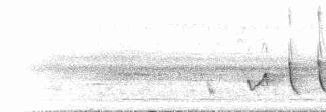 Black-and-white Shrike-flycatcher - ML468711171
