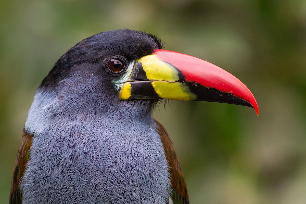 Gray-breasted Mountain-Toucan - ML468717111