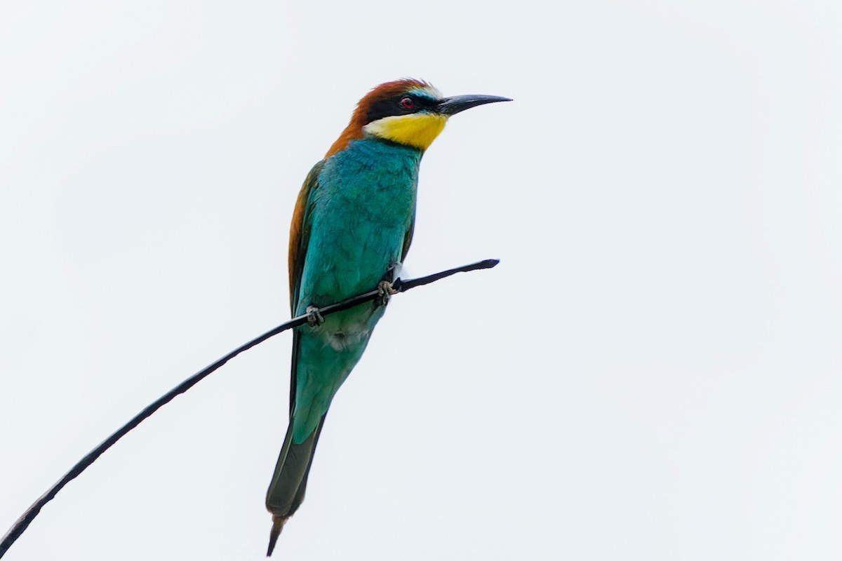 European Bee-eater - ML468718341