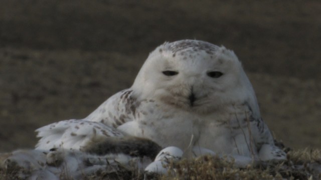 Snowy Owl - ML468722