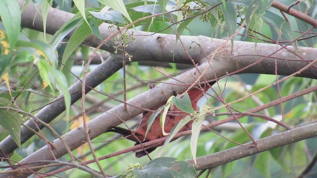 Rufous Woodpecker - ML468722661