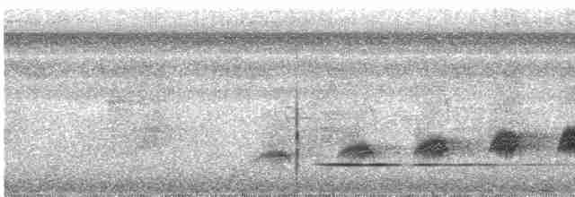 Bauchflecken-Ameisenvogel - ML468724461