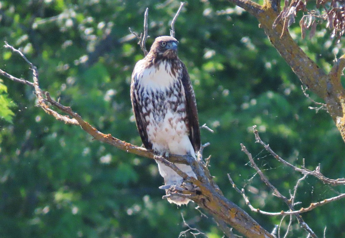 Red-tailed Hawk - ML468724611