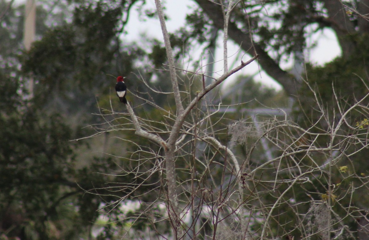 Red-headed Woodpecker - Luke Smith