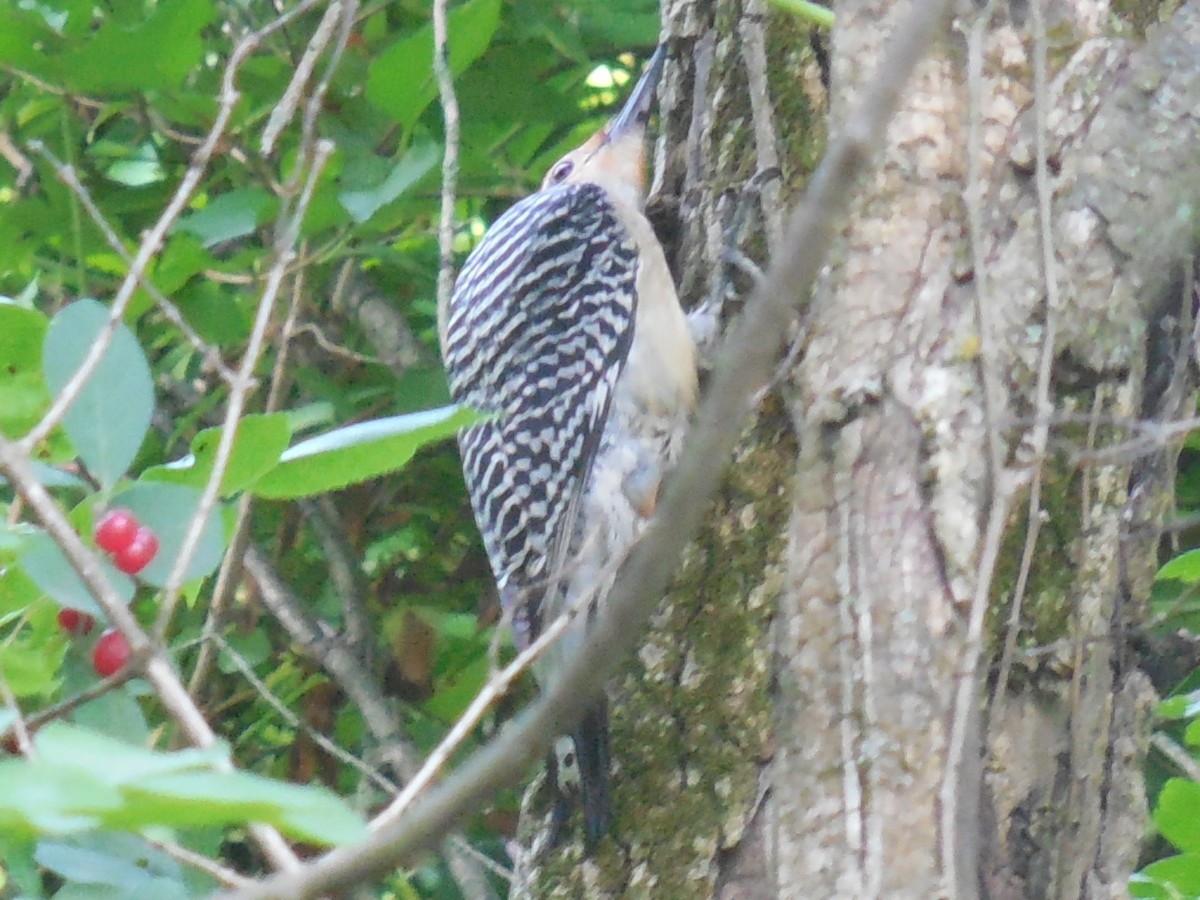 Red-bellied Woodpecker - ML468727151