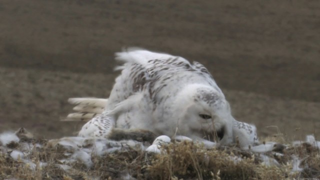 Snowy Owl - ML468728