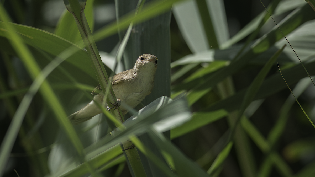 Common Reed Warbler (Caspian) - ML468729311