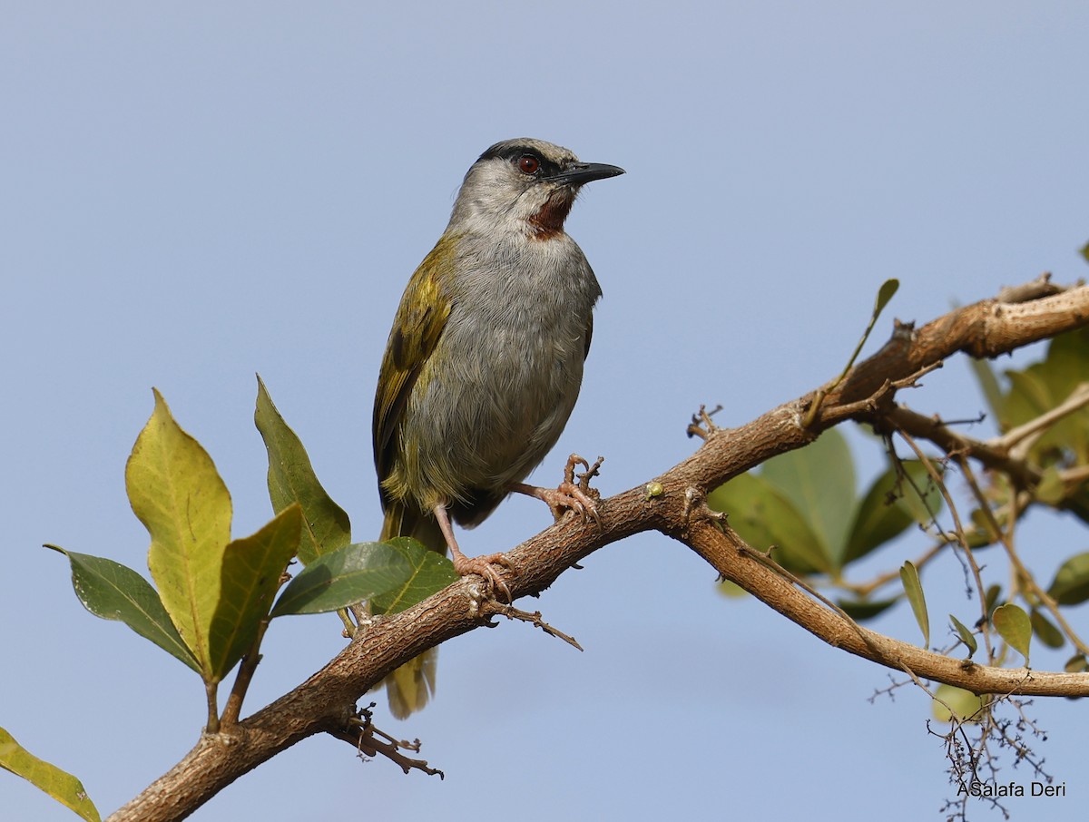 Gray-capped Warbler - ML468730731