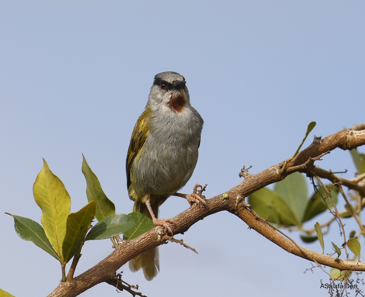 Gray-capped Warbler - Fanis Theofanopoulos (ASalafa Deri)