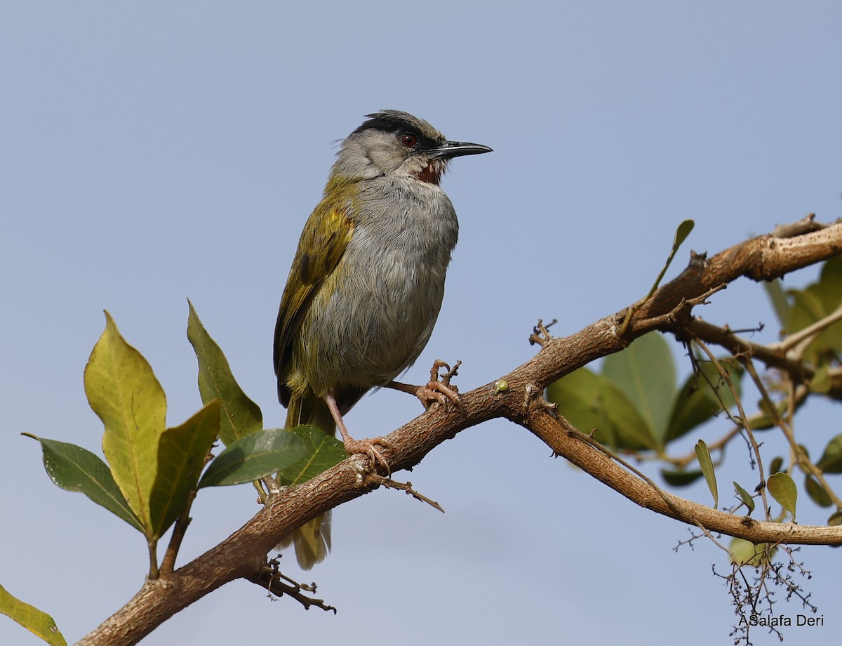 Gray-capped Warbler - Fanis Theofanopoulos (ASalafa Deri)