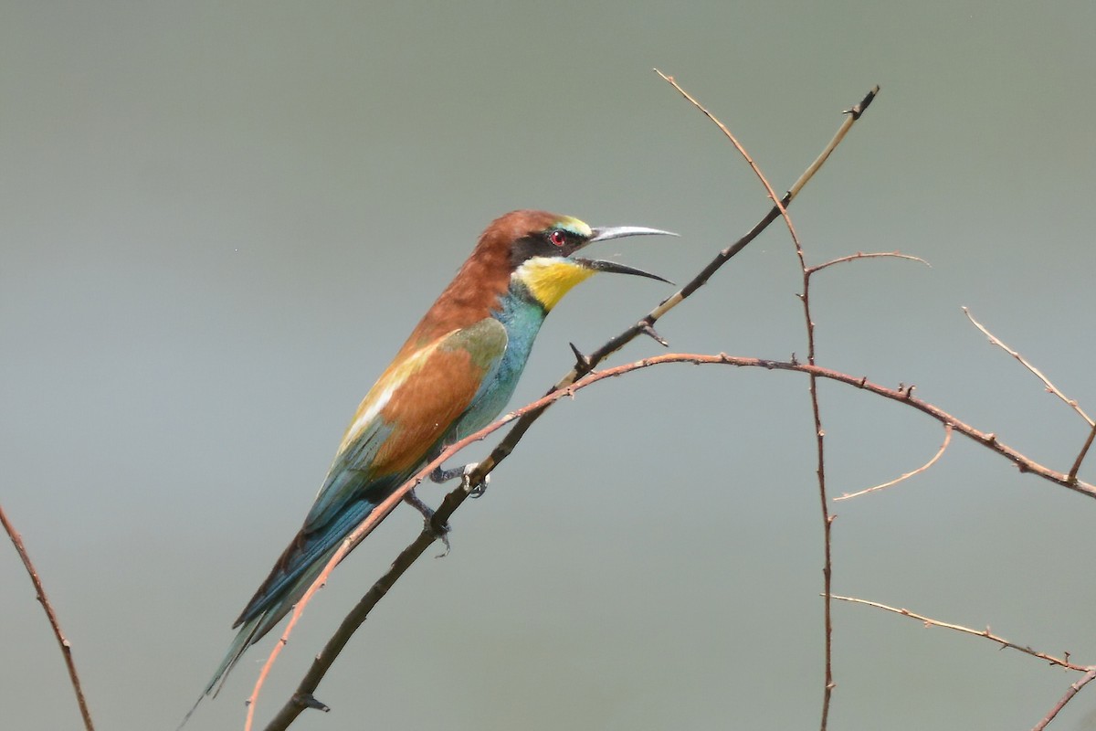 European Bee-eater - ML468732721