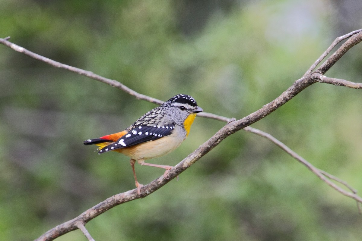 Spotted Pardalote - Ric Else